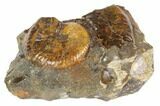 Cretaceous Fossil Ammonite (Jeletzkytes) - South Dakota #189327-2